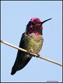 _1SB5618 annas hummingbird